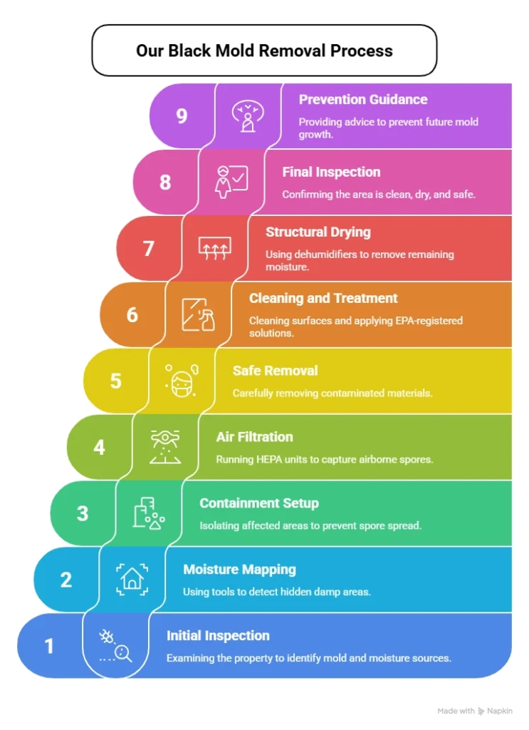 infographic Our Black Mold Removal Process